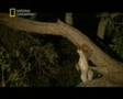 Leopar ve yavru babuna �efkati belgeseli video.