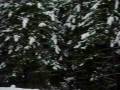 Ken Block's STI (black car) drifts during a CRC (Rally of the Tall Pines in Bancroft, Ontario, Canada)
