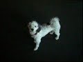 mad max the crazy dog