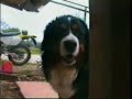 Una cuccia per due - visione interna - Bovaro Bernese