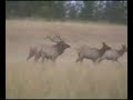 oregon bowhunt 07 oregon bowhunt 07