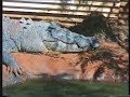 Australien - Broome in Malcolm Douglas Crocodile Park Australien - Broome in Malcolm Douglas Crocodile Park