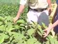 An Experiment in Back Yard Sustainability