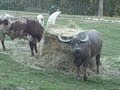 Big Watusi and Water Buffalo play toy! Big Watusi and Water Buffalo play toy!