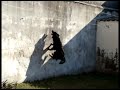 La Lobita volando