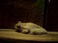 scarab-beetle-trying