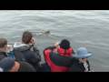 Protecting Marine Mammals & our Marine Sanctuaries from Ocean Noise Protecting Marine Mammals & our Marine Sanctuaries from Ocean Noise