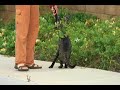 Seyah on his morning Walk