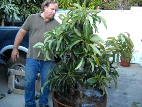 how to fertilize an avocado tree