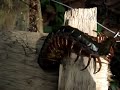 Giant centipede laying eggs
