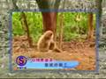 videos de chando hijo de la...........