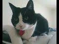 Winka Responde con meow/Winka answer w/meow Winka Responde con meow/Winka answer w/meow