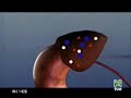 \"Fisiología del Estrés\" \"Fisiología del Estrés\"