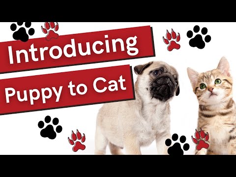Introducing Puppy To Cat - Tips To Make It A Positive Experience