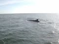 Finback Whales