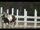 Gypsy Gelding Bandera Taddyboggle Gypsy Gelding Bandera Taddyboggle