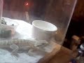 Chris' New Bearded Dragon!!!!!!