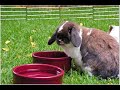 Adopted Rabbits from HRS