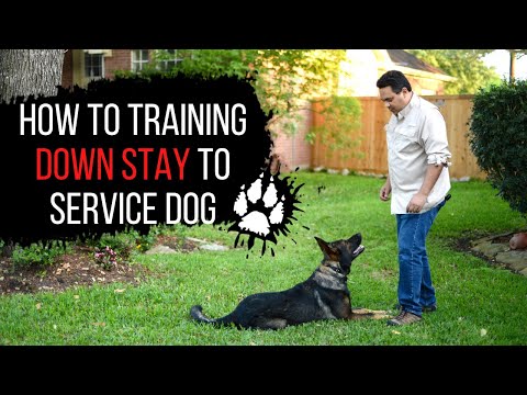 video-linktoworks-How to training Down Stay to service dog | Service dog...