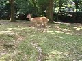 605. Oswojone sarny w Narze. Deer in Nara