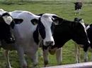 Calling the Cows