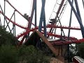 Shikra - Busch Gardens