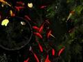 Koi dreams