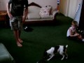 Toy Fox Terrier - Tyler\