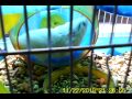 (uploaded by seabeck)&nbsp;hamster