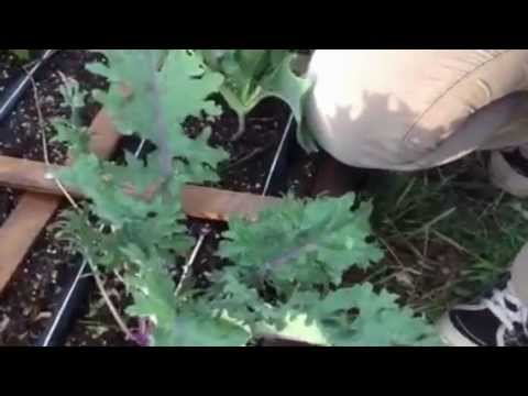 how to harvest kale
