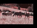 le sud de steve estatof