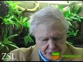 Sir David Attenborough: the Global Amphibian Crisis