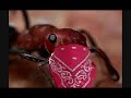 Ant Biting Ant Biting
