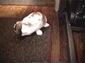 Oliver & Cody , Funny Bunny moves at the end! Oliver & Cody , Funny Bunny moves at the end!