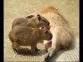 540days Of Capybara / カピバラ＋540日