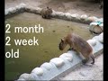 540days Of Capybara / ?????540?