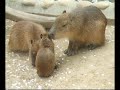 540days Of Capybara / カピバラ＋540日