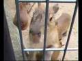 540days Of Capybara / カピバラ+540日
