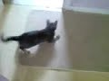 My kitten Nermal going mental with hallway rug My kitten Nermal going mental with hallway rug