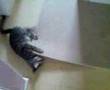 My kitten Nermal going mental with hallway rug