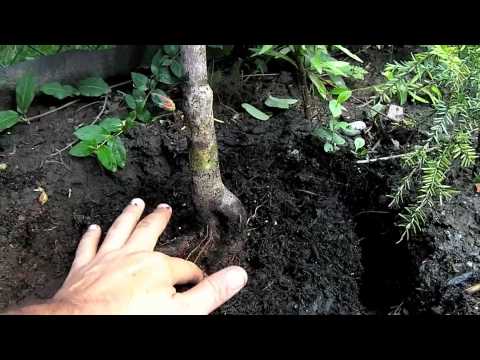how to transplant a japanese red maple tree