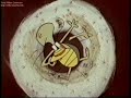 Tooter Turtle (Quarter Back Hack or Pigskinned)