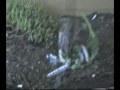 El Lagarto hambriento, comiendo