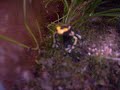 Dart frogs eating.