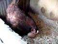 Rhode Island Red Hen Brooding