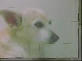 Ho raccolto una serie di foto per ricordare il mio cane che mi ha regalato tanti anni di affetto e amore !