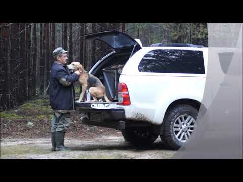 Ввс видео динозавры смотреть онлайн