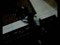 kucing gaduh