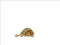Viagra pour Tortue