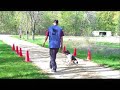 Smokey - Obedience trained German Shorthair Pointer